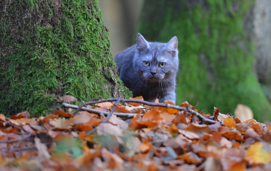 shallow focus photography of gray cat, tree, young cat, leaves HD wallpaper