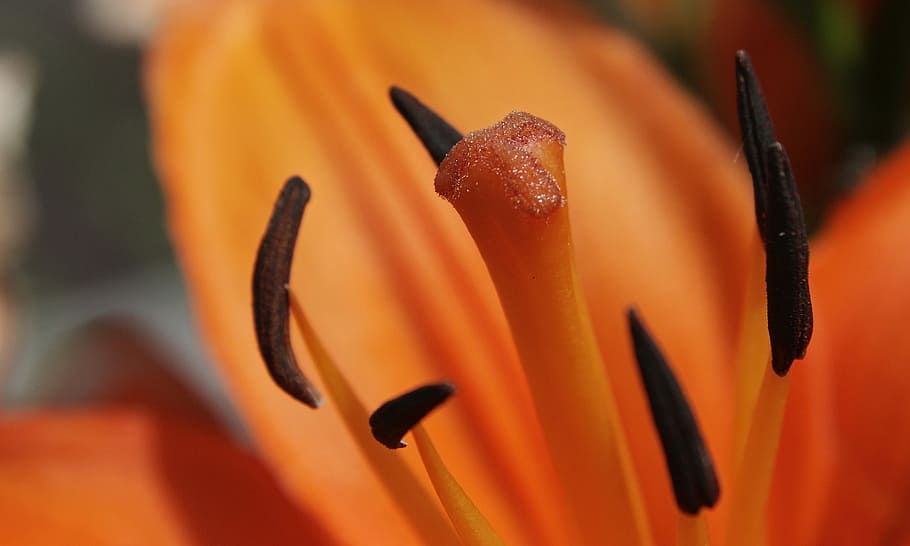 Blossom, Bloom, Orange, Flower, Plant, flowers, yellow, pistil HD wallpaper