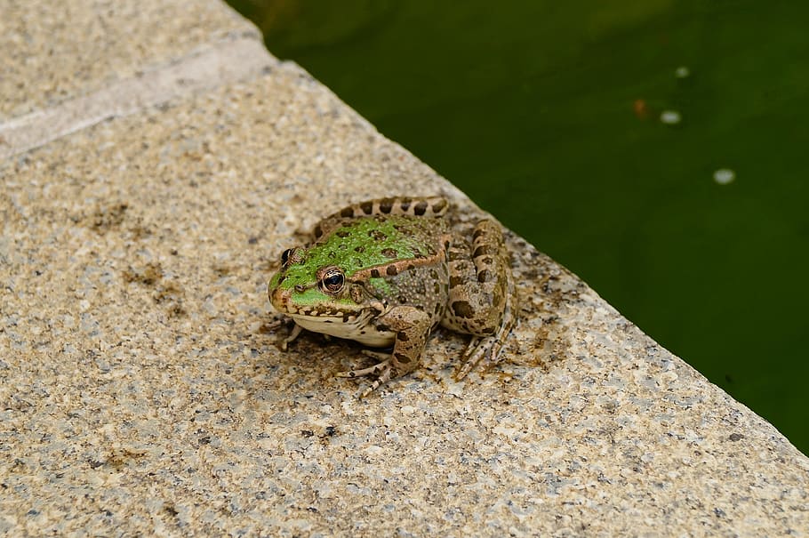frog, pond, austria, nature, animal, animal themes, one animal HD wallpaper