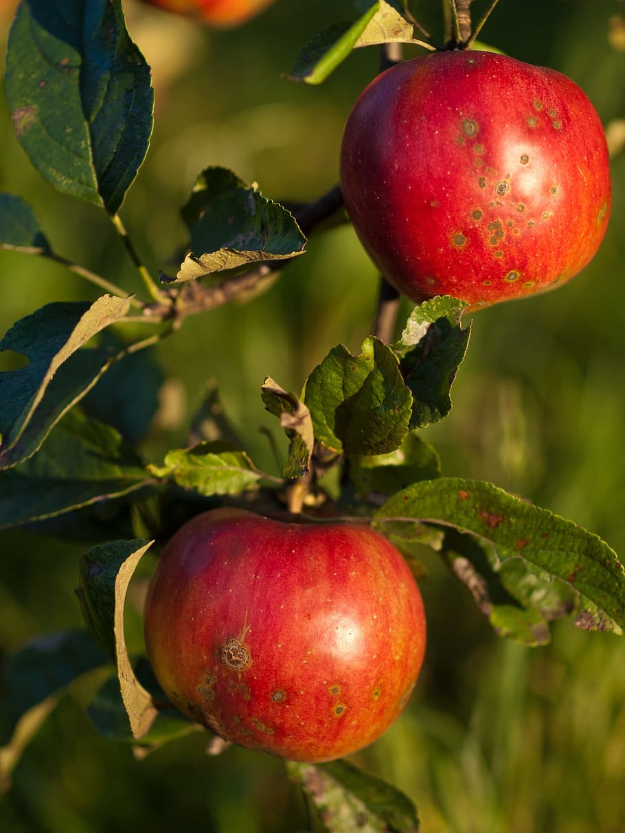 apples, collections, red, fruit, eating healthy, healthy food HD wallpaper