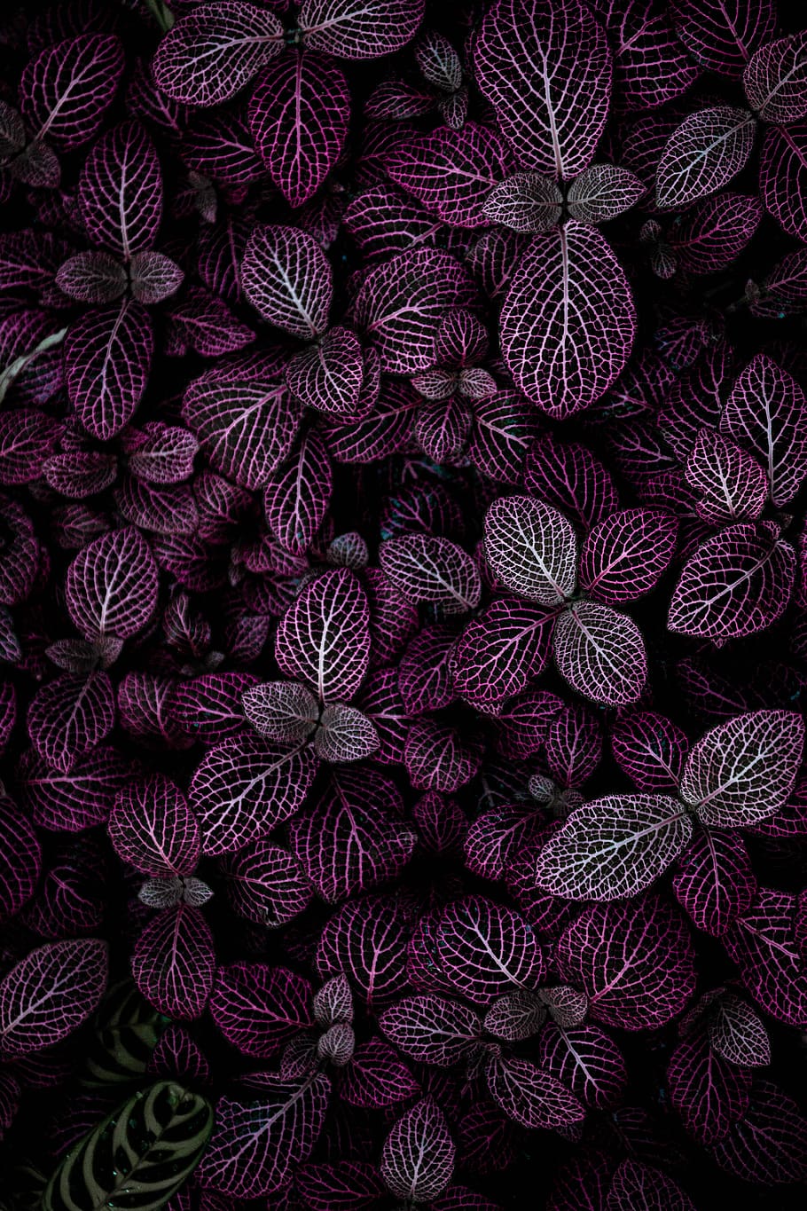 purple leafed plant field, purple leafed plant, texture, pattern HD wallpaper