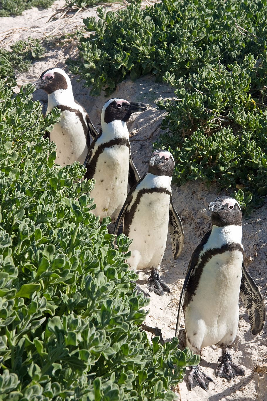 penguins, animals, sand, group of animals, vertebrate, animal themes HD wallpaper