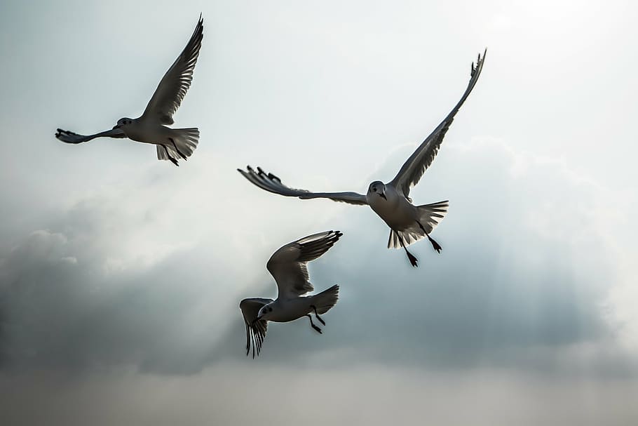 seagull, new, beach, sky, sea birds, the gull on the sea, animal HD wallpaper