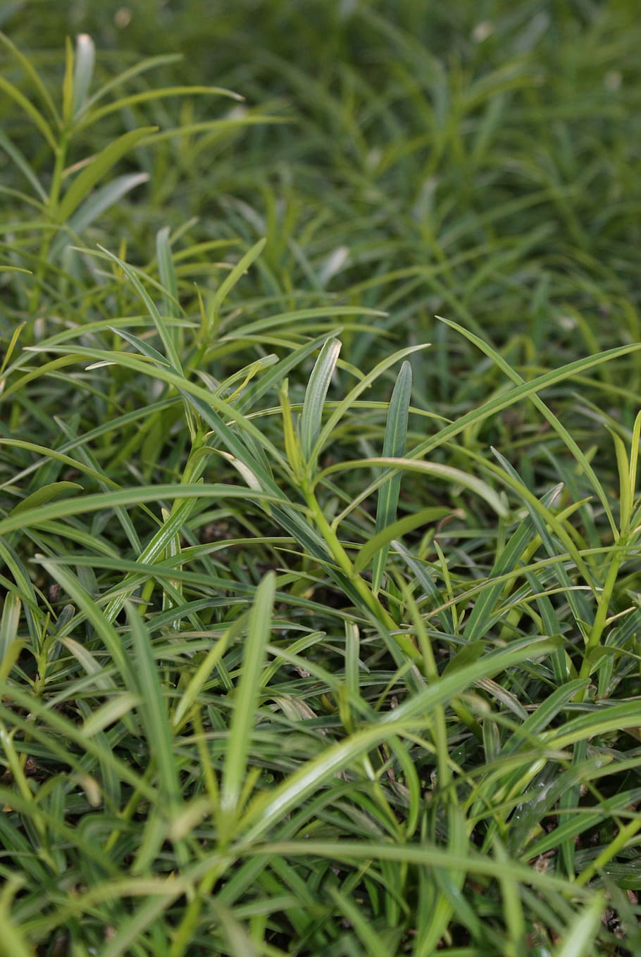 grass, green, nature, green color, growth, plant, field, full frame HD wallpaper