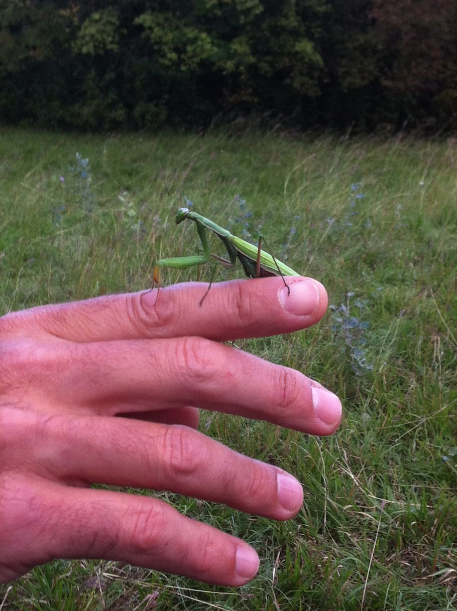 praying mantis, insect, animals, nature, human hand, human body part HD wallpaper