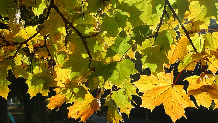 fall foliage, maple, yellow, autumn, autumn light, autumn mood HD wallpaper