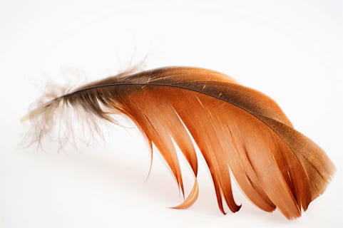 brown and black feather, fly, goose, wings, flight, feathers HD wallpaper
