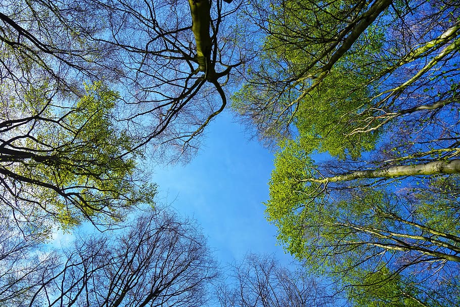 low angle photo green leafed tree, tree top, rising up, trunk HD wallpaper