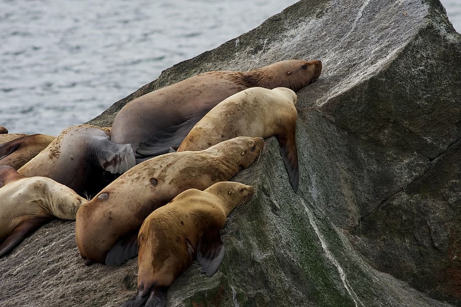 stellar sea lions, rocks, sleeping, coast, alaska, kenai fjords national park, HD wallpaper