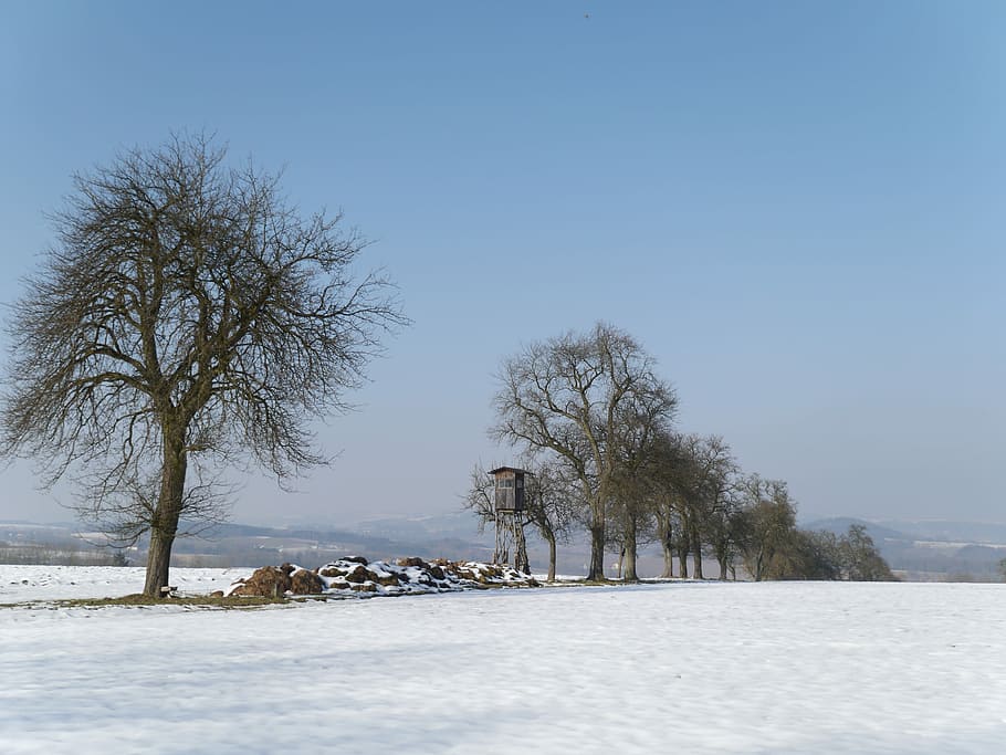 Winter, Mood, Trees, Wintry, cold temperature, snow, nature HD wallpaper