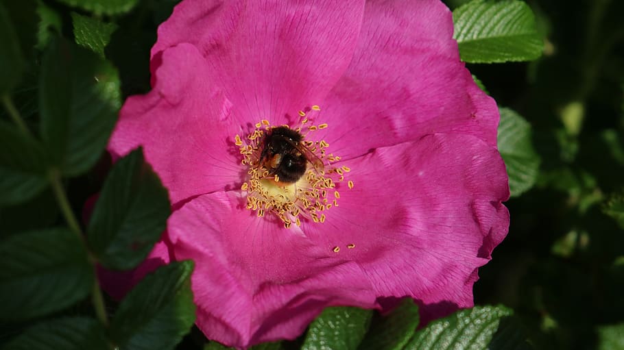 brambles, rose, flowers, flower surgery, bee, flowering plant HD wallpaper