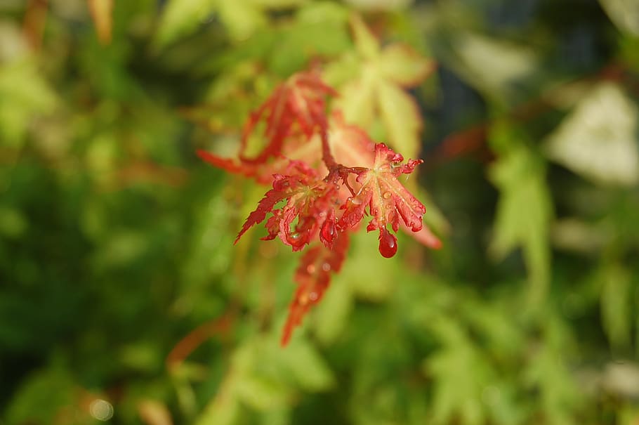drop, maple, drops, red leaf, dew, maple leaves, plant, beauty in nature HD wallpaper