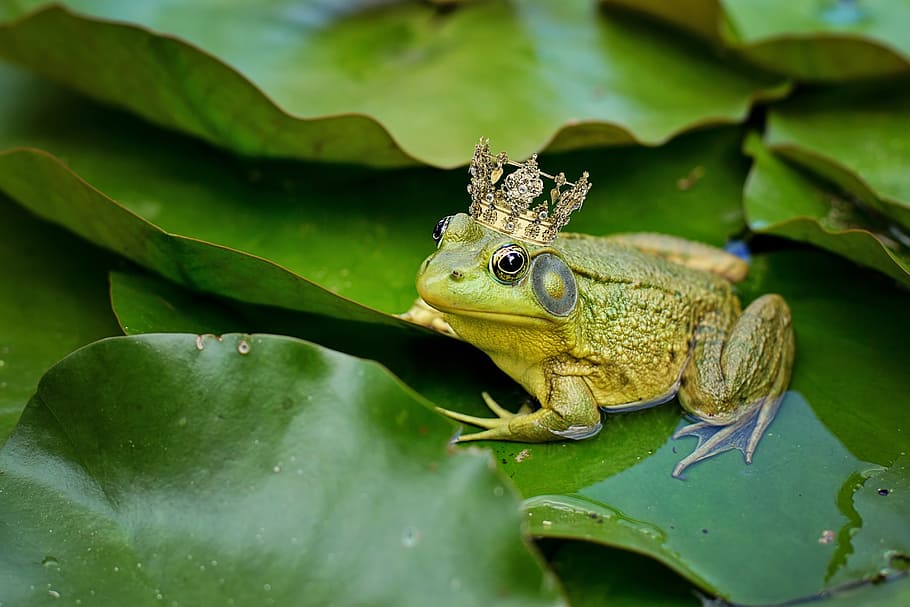 Occupied Japan Dressed Frog Prince Holding Lily Pad Seated
