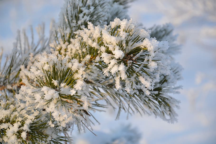 green leafed plant, pine, tree, nature, forest, coniferous tree HD wallpaper