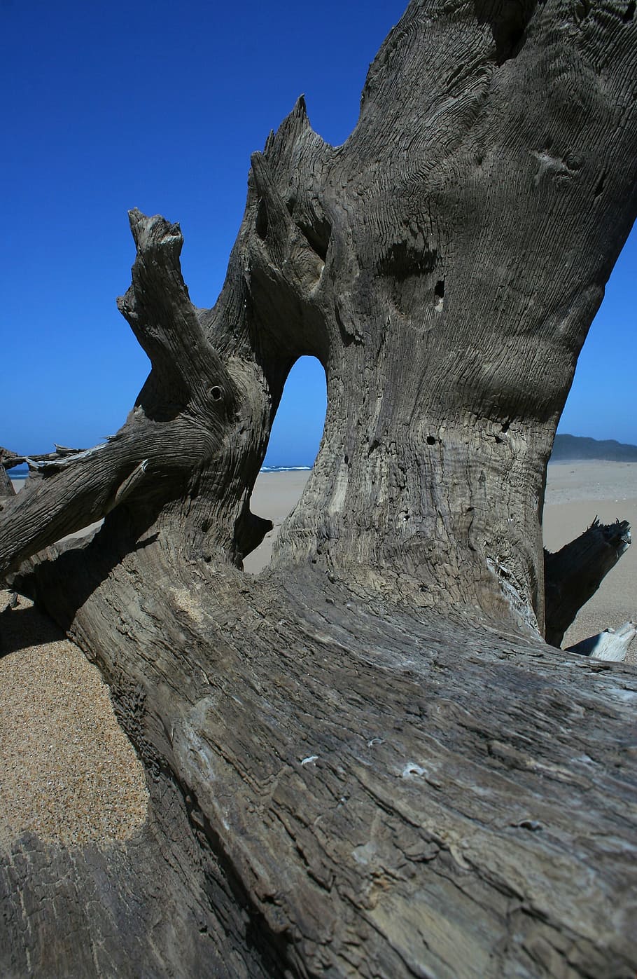 Wood, Driftwood, Dried, Decayed, Sand, beach, sea, shore, sky HD wallpaper