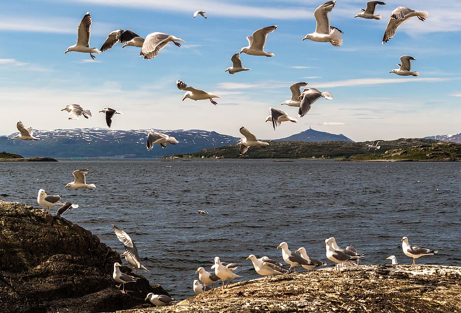 Mås, Seagull, Fjord, Norway, the nature of the, water, landscape, HD wallpaper