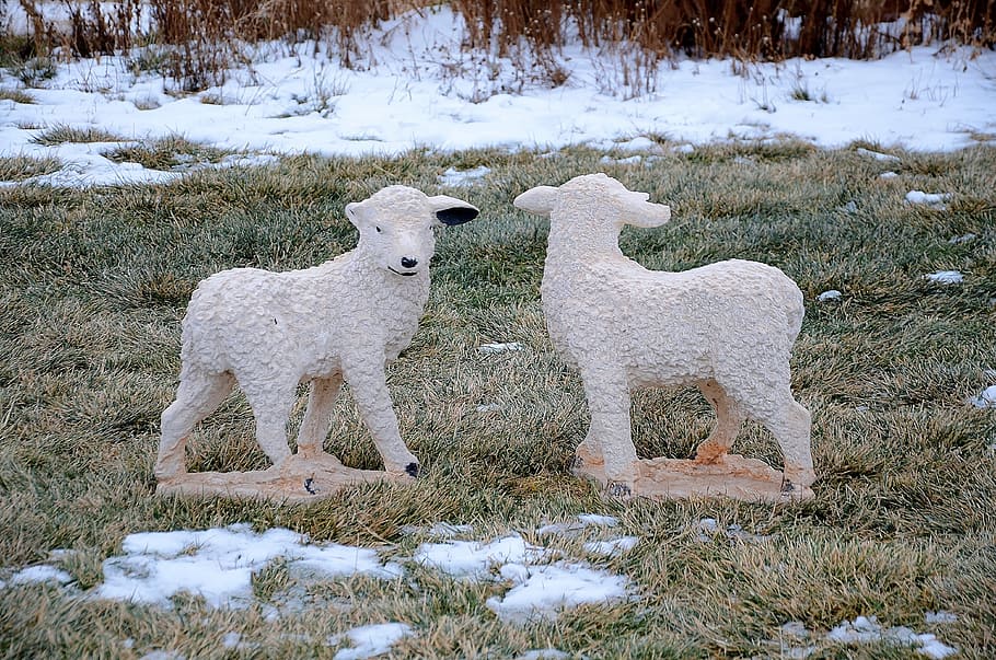 Lamb, Sheep, Animal, Grass, Animals, cute, nature, outdoors HD wallpaper