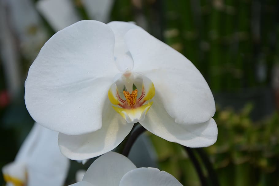 flower, white orchid, plant, nature, gift, offer, flowering, HD wallpaper. 