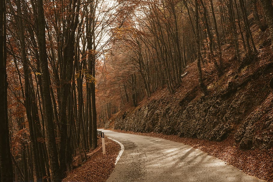 road in between trees at daytime, empty road between inline trees HD wallpaper