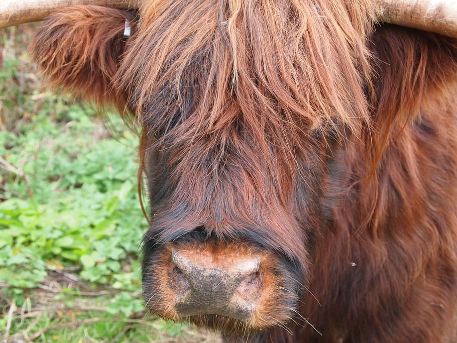 highland cow, cattle, close up, mammal, brown, scottish, scotland, HD wallpaper