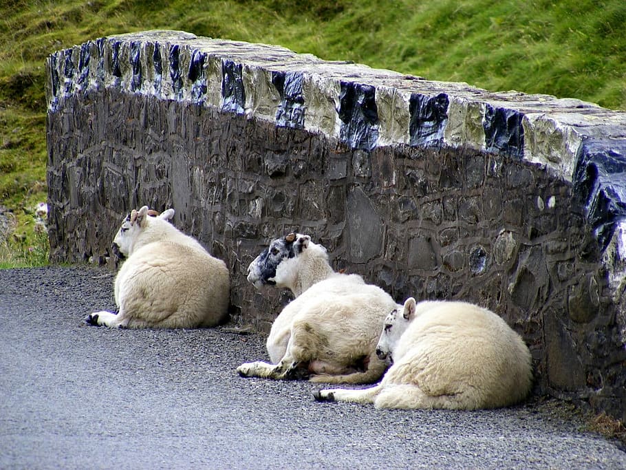 Sheep, Wool, Wall, Highlands, Road, tarmac, grass, hills, animal HD wallpaper