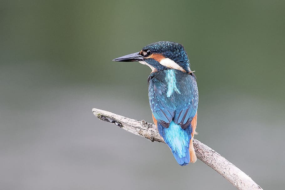 selective focus photography of blue and black bird on driftwood HD wallpaper