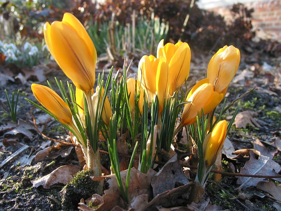 crocus, yellow, flower, nature, spring, plant, season, springtime HD wallpaper