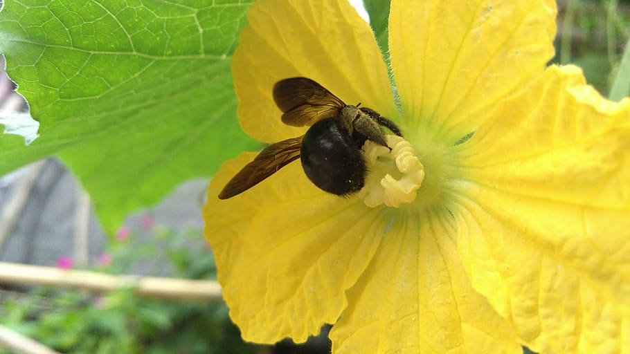 bee, macro, flowers, bumblebee, insect, garden, flowering plant HD wallpaper
