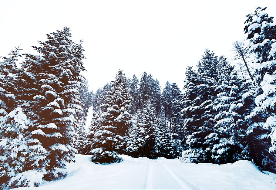 snow covered pine trees under grey clouds, daytime, winter HD wallpaper