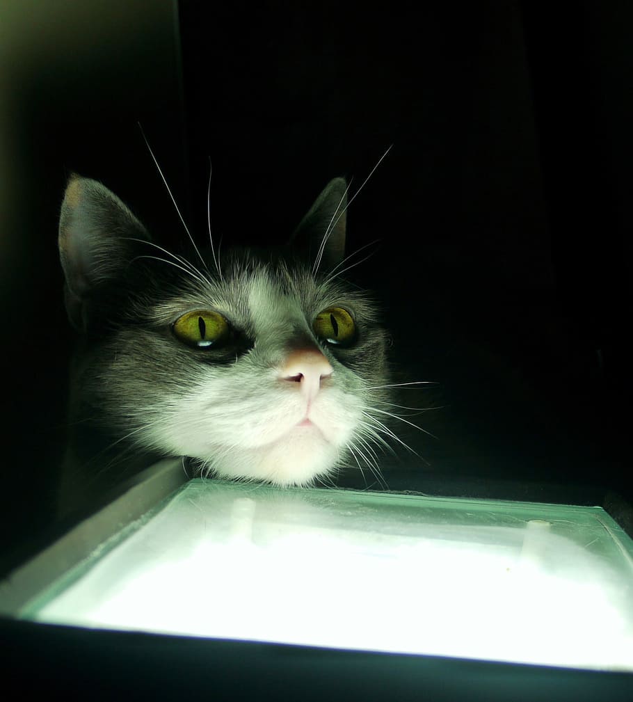 Gata, Light, Look, Dark, Pet, Street Cat, zua, domestic cat HD wallpaper