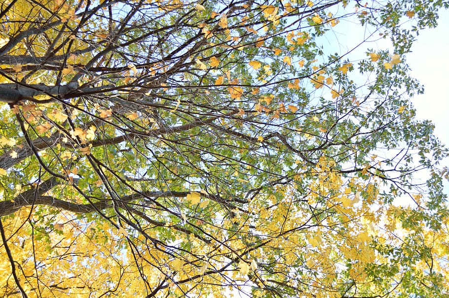 tree, trees, leaves, fall, foliage, yellow, green, branches HD wallpaper