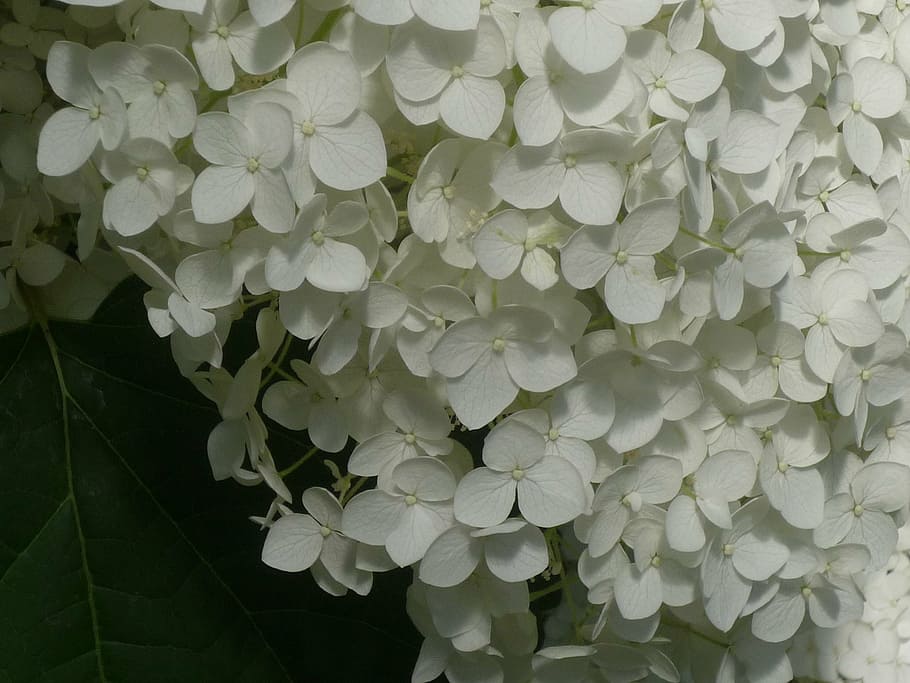 hydrangeas, romance, summer, nature, plant, leaf, backgrounds HD wallpaper