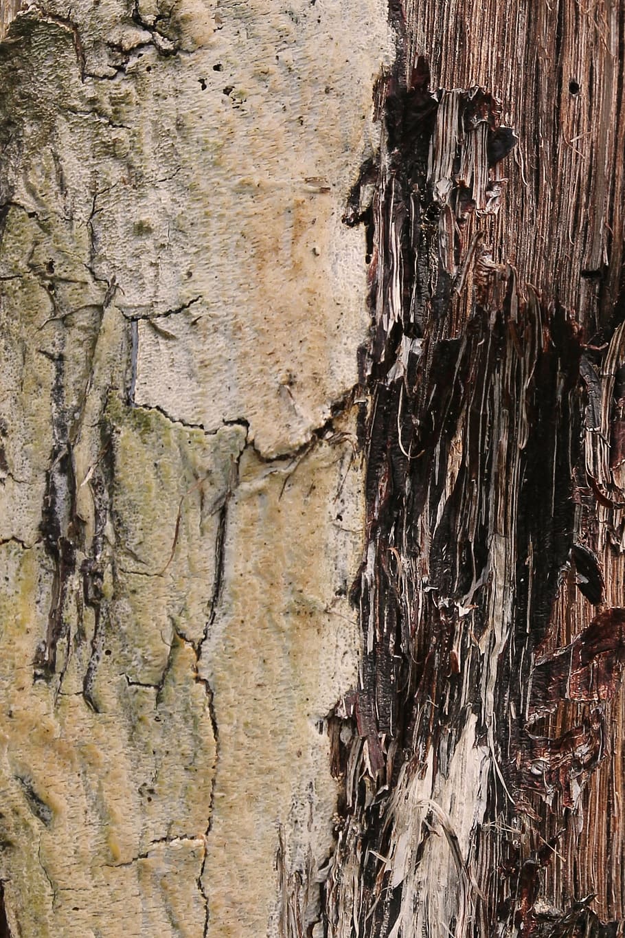 texture, wood, weathered, structure, light, shadow, tree, nature HD wallpaper