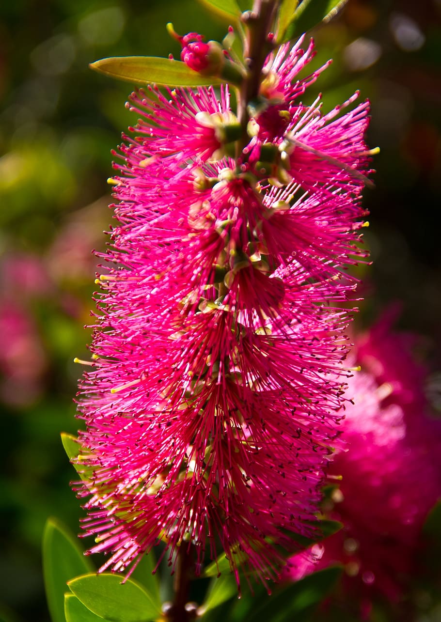 callistemon, bottle-brush, flower, australian, native, pink, HD wallpaper
