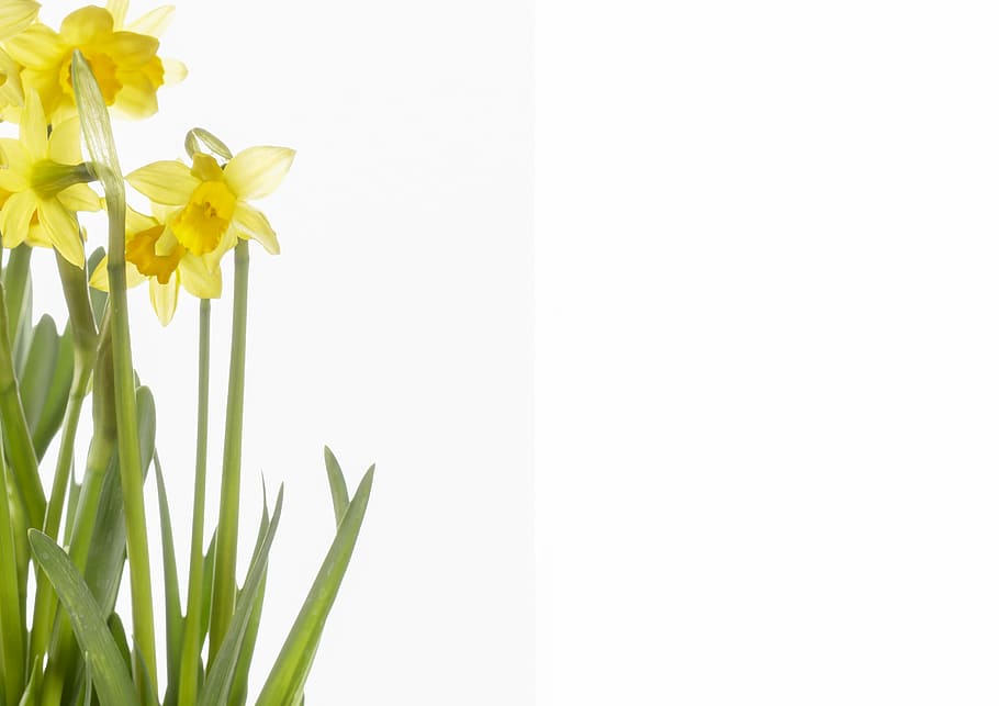 yellow petaled flowers, daffodils, spring, narcissus pseudonarcissus HD wallpaper