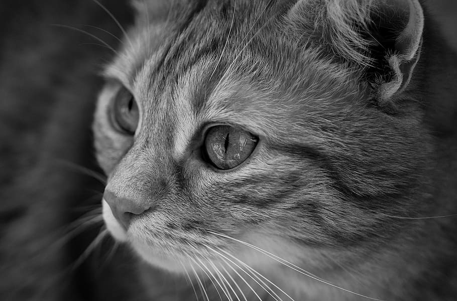 grayscale photo of cat, black and white, cute, mackerel, tiger HD wallpaper