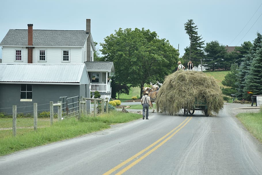 amish, hay, farming, work, transportation, tree, plant, architecture HD wallpaper