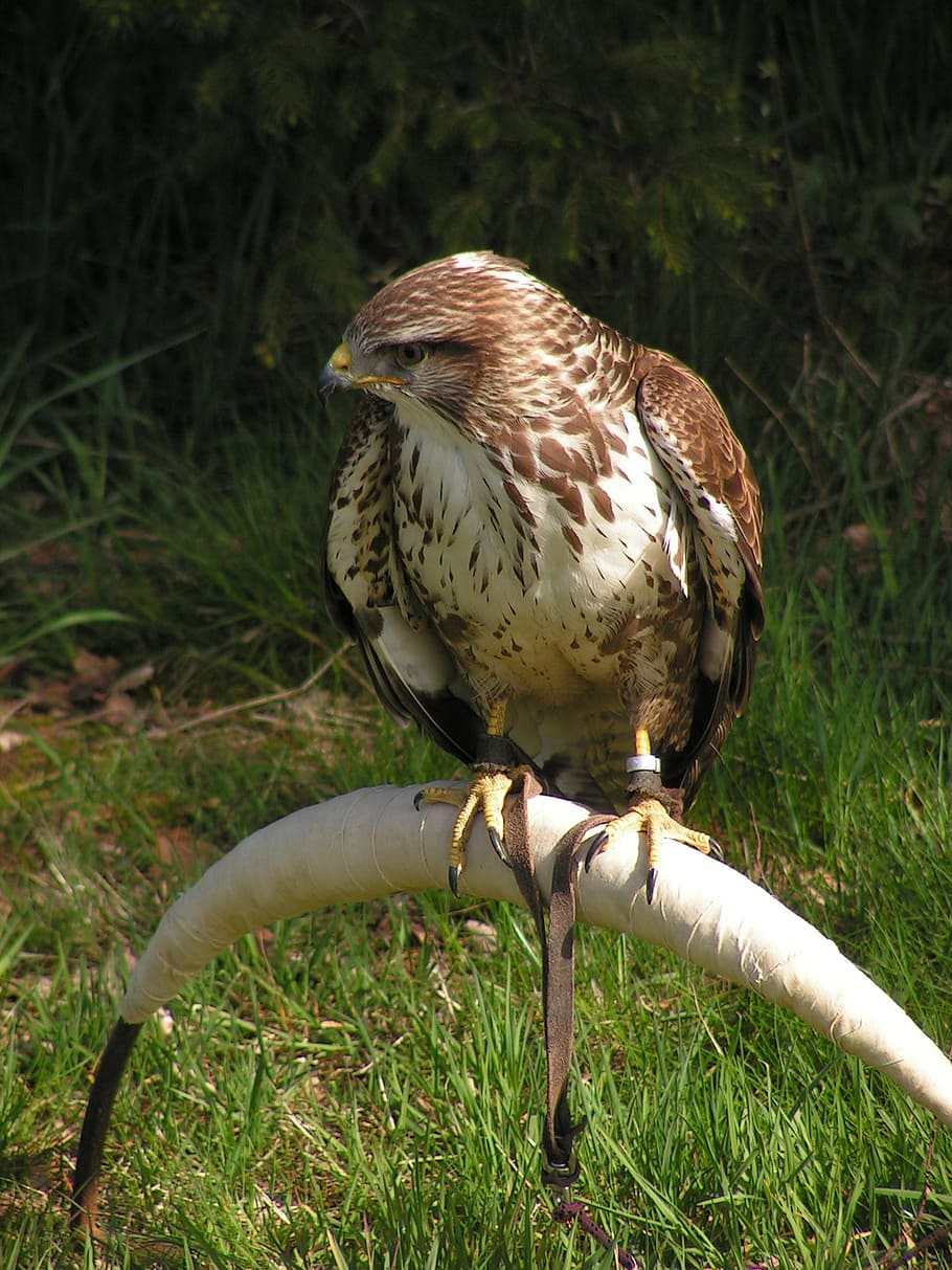 buzzard, buteo buteo, falconry, training, breeding raptors HD wallpaper