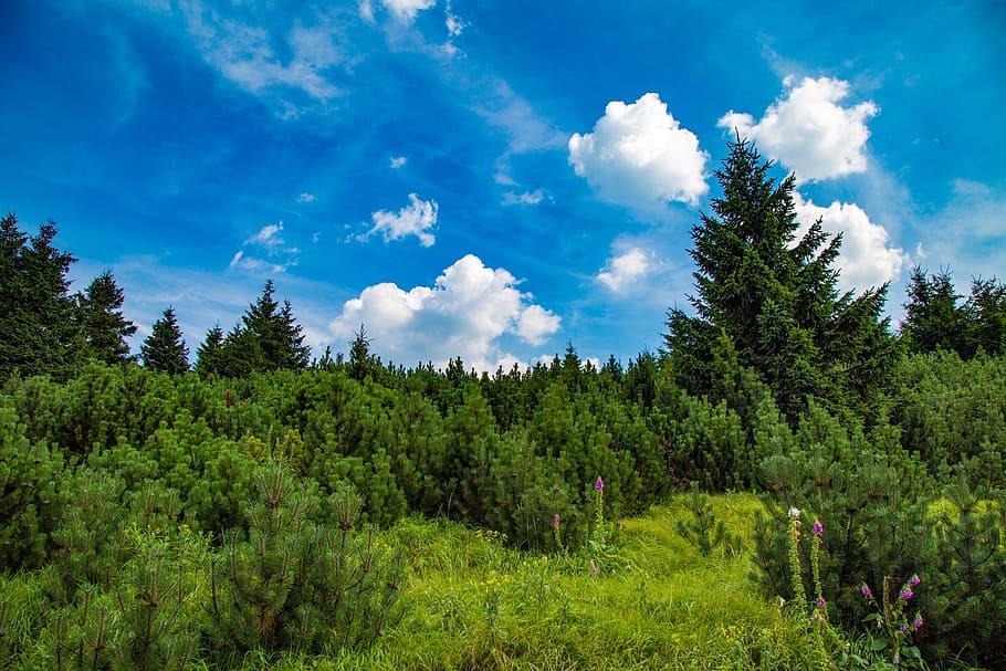 forest, figure, landscape, nature, tree, summer, outdoors, blue HD wallpaper