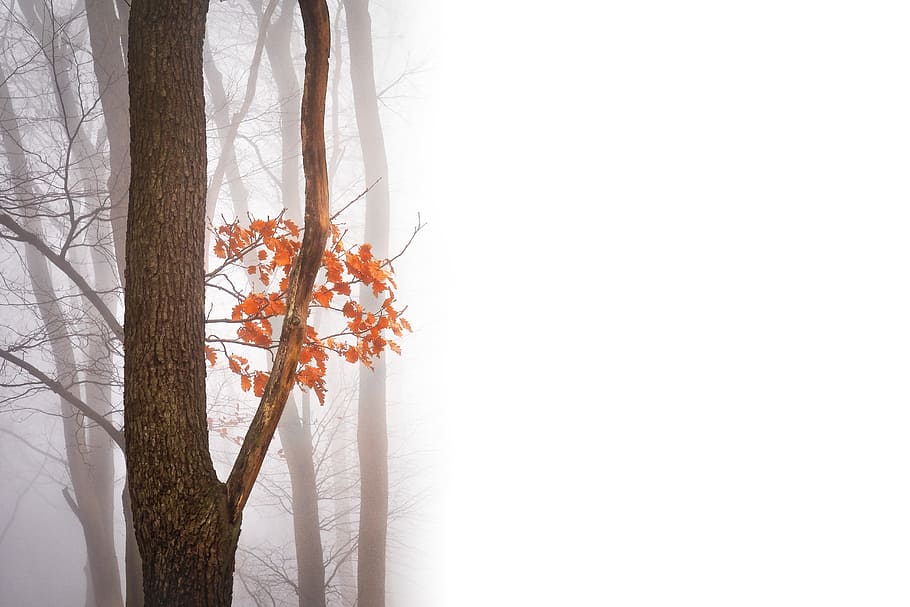 brown leaf tree, autumn, negative space, copy space, text dom HD wallpaper
