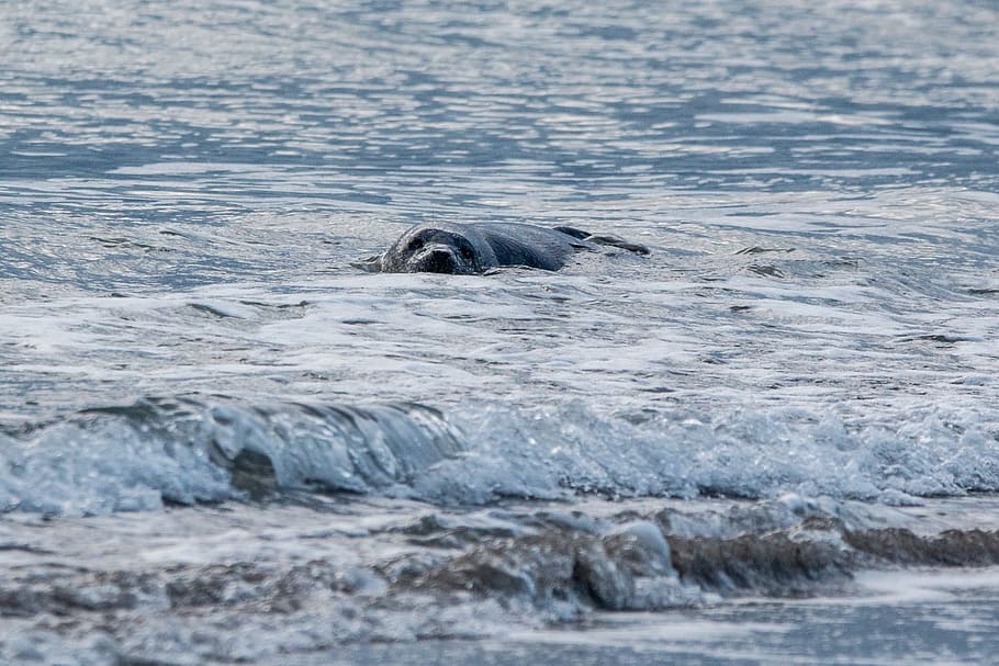 robbe, grey seal, helgoland, dune, sand, beach, nature, animal HD wallpaper