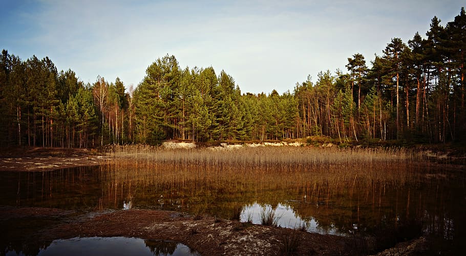 nature, landscape, forest, tree, plant, water, tranquility HD wallpaper