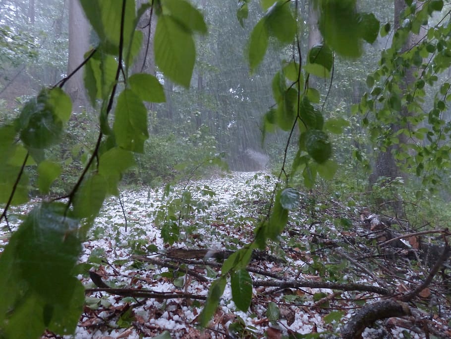 Hail, Storm, Thunderstorm, Forest, Trees, protection, precipitate HD wallpaper