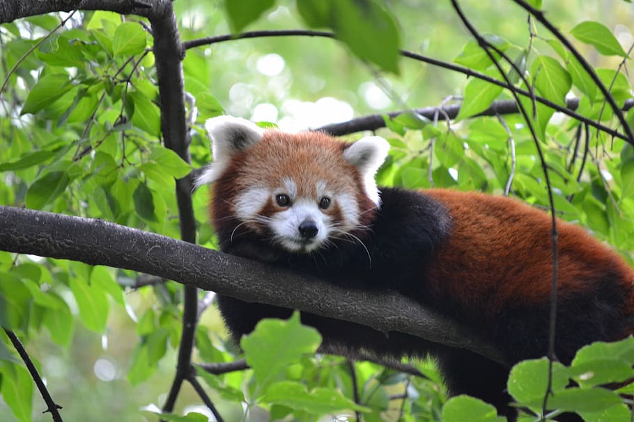 Red Panda, Zoo, Budapest, animal, wildlife, mammal, nature HD wallpaper
