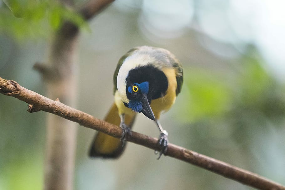 The Little in the Big, blue, yellow, and black bird on tree branch HD wallpaper
