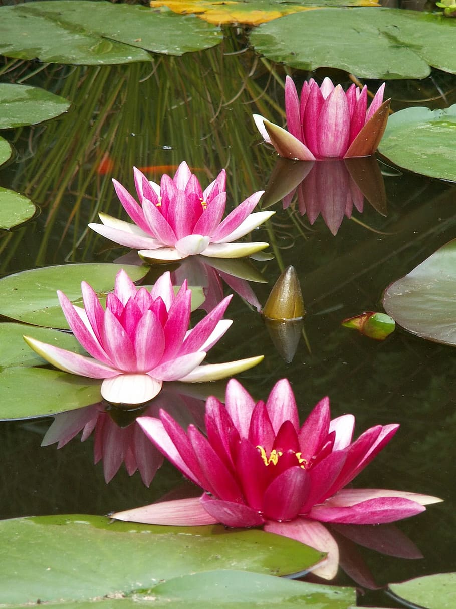 four pink petaled flowers and lily pods on body ofw ater, Waterlilies, HD wallpaper