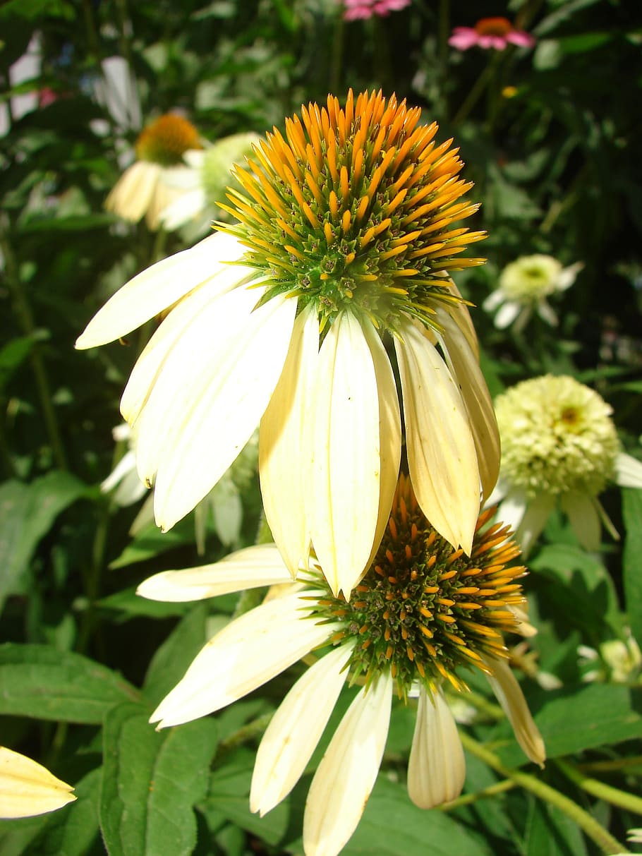 coneflower, yellow, bloom, plant, white, blooming, summer, nature HD wallpaper