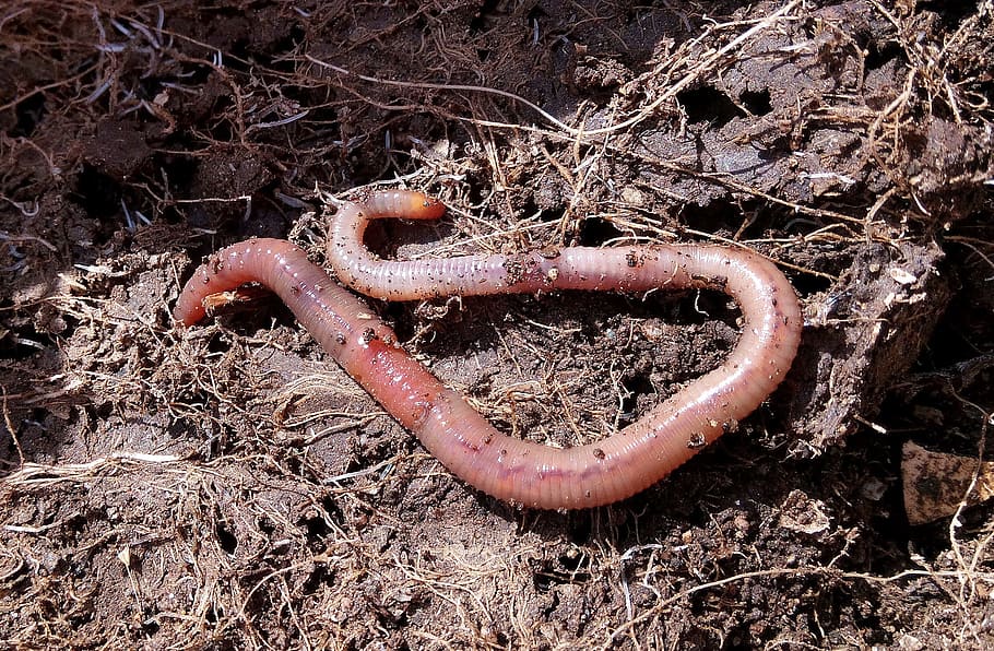 closeup photo of earthworm on soil, vermiculture, humus, rico