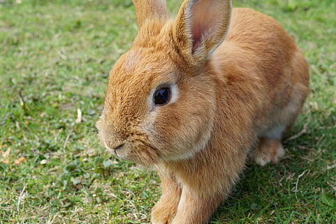 brown rabbit sitting on green grass, hare, bunny, easter, cute HD wallpaper