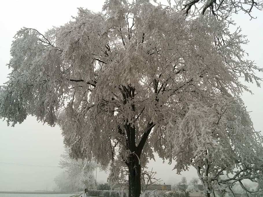 Tree, Cold, Winter, Nature, Ice, Gel, frost, winter landscape HD wallpaper